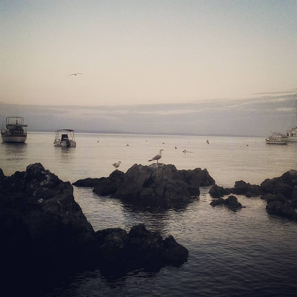 Cali_A_Galla Cali_A_Galla