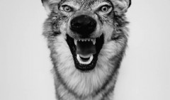 Yelawolf - Love Story (recensione)